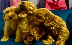 Cavapoo dogs for sale: Ready to go🏡 ONLY girls !  - Image 2