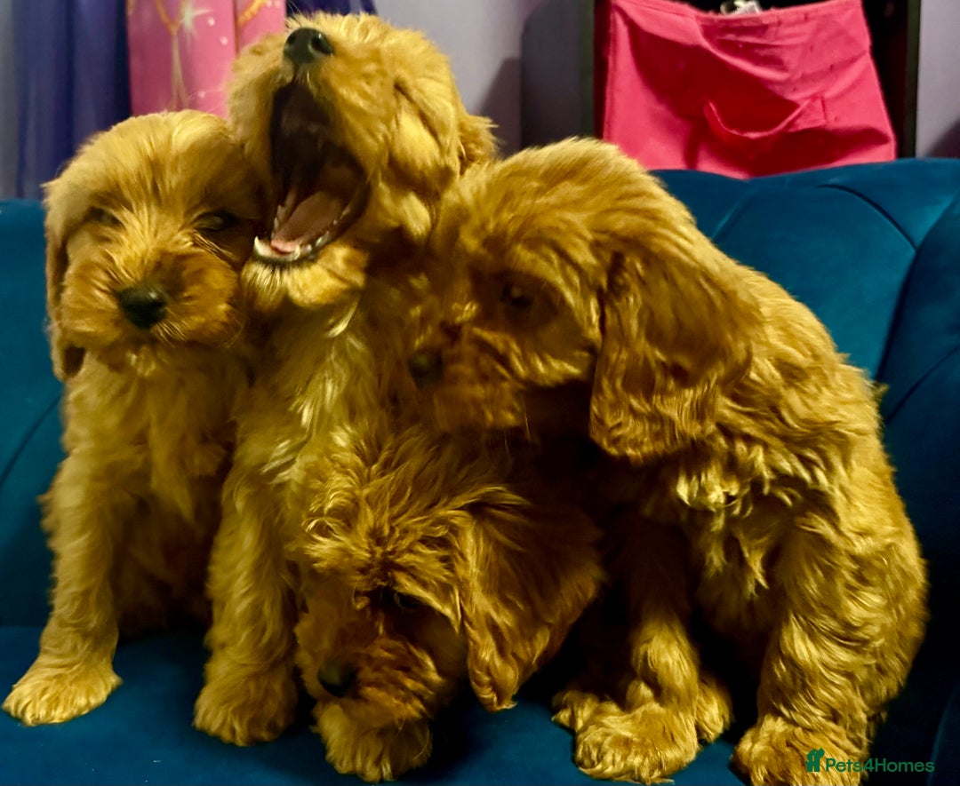 Cavapoo dogs for sale: Ready to go🏡 ONLY girls !  - Image 2