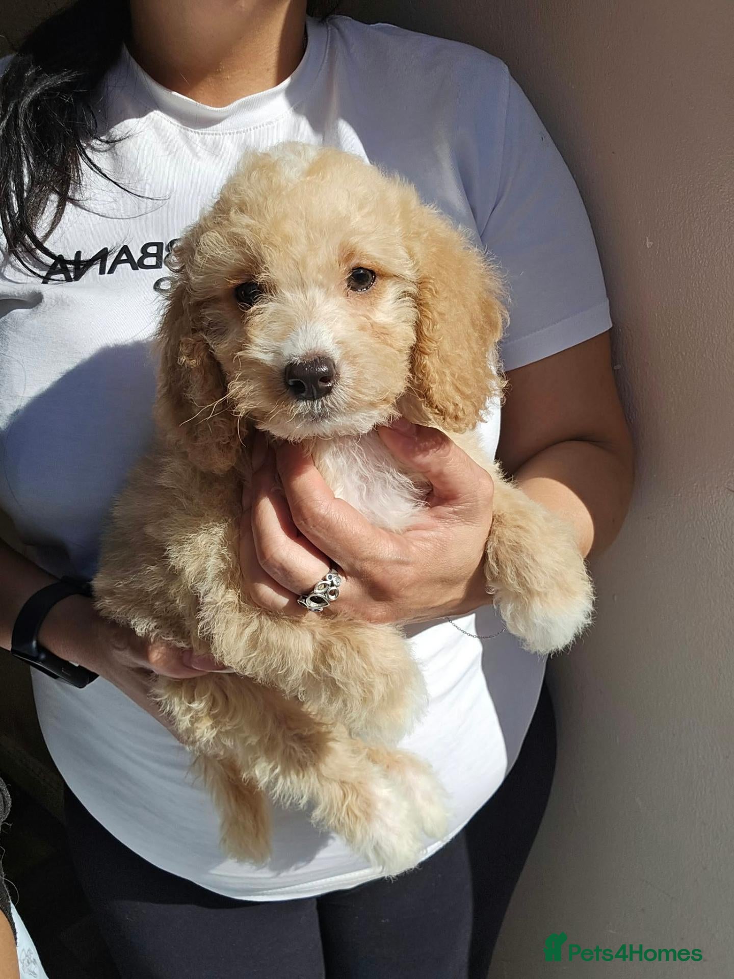 Goldendoodle dogs Goldendoodle  - Advert 1