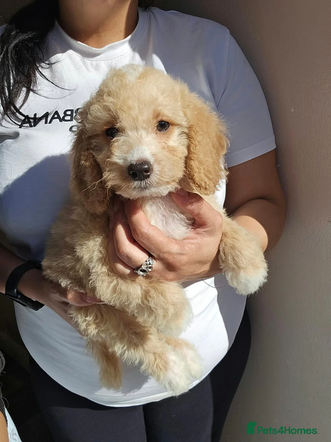 Goldendoodle dogs for sale: Goldendoodle  - Advert 1