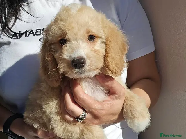 Goldendoodle dogs Goldendoodle - Advert 1