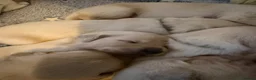 Golden Retriever dogs for sale: Hallie’s beautiful golden retriever pups  - Advert 6