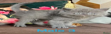 Male 3