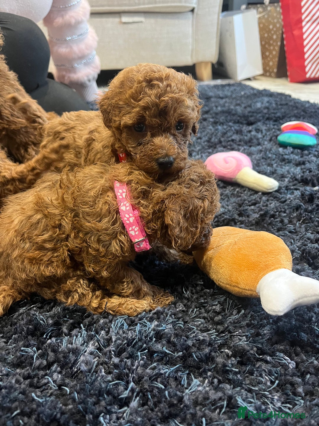 Miniature Poodle dogs for sale: FOX Red Miniature Poodles!!! 400 Health Tests!! - Advert 11