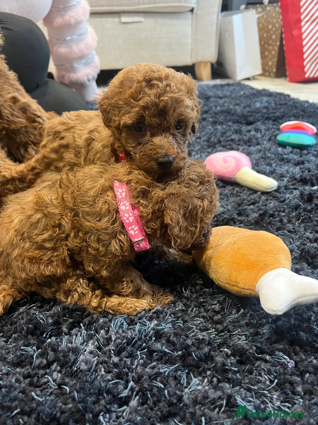 Miniature Poodle dogs for sale: FOX Red Miniature Poodles!!! 400 Health Tests!! - Advert 11