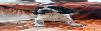 Sprocker 2