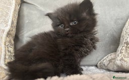 Maine Coon cats for sale: MainecoonxBritish (JOSIE please message me ) - Image 3