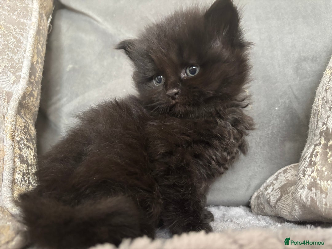 Maine Coon cats for sale: MainecoonxBritish (JOSIE please message me ) - Image 3