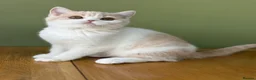 British Shorthair cats for sale: Gccf registered bsh kittens-1 girl left-ready now - Advert 24
