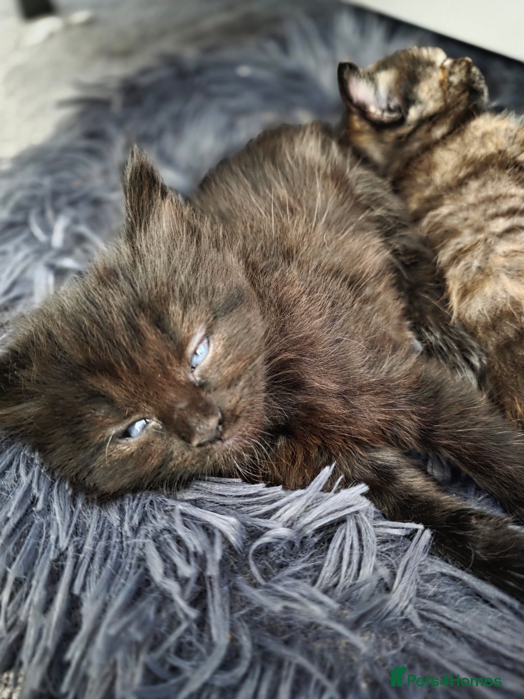 British Longhair cats for sale: 7 kittens boys and girls. British longhair cross  - Image 18