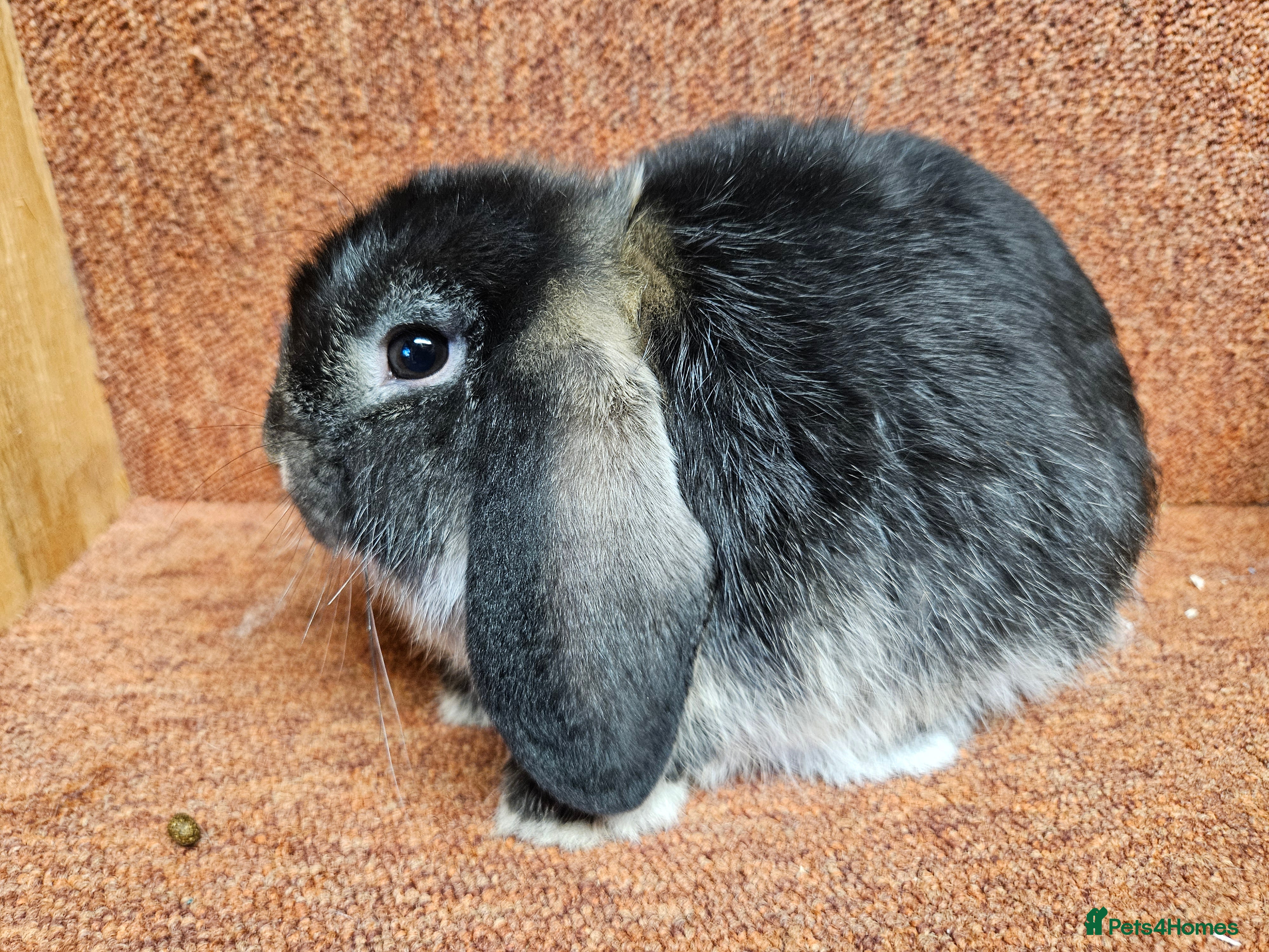 Dwarf Lop rabbits  Dwarf lops, one boy one girl left .  vaccinated  - Advert 6