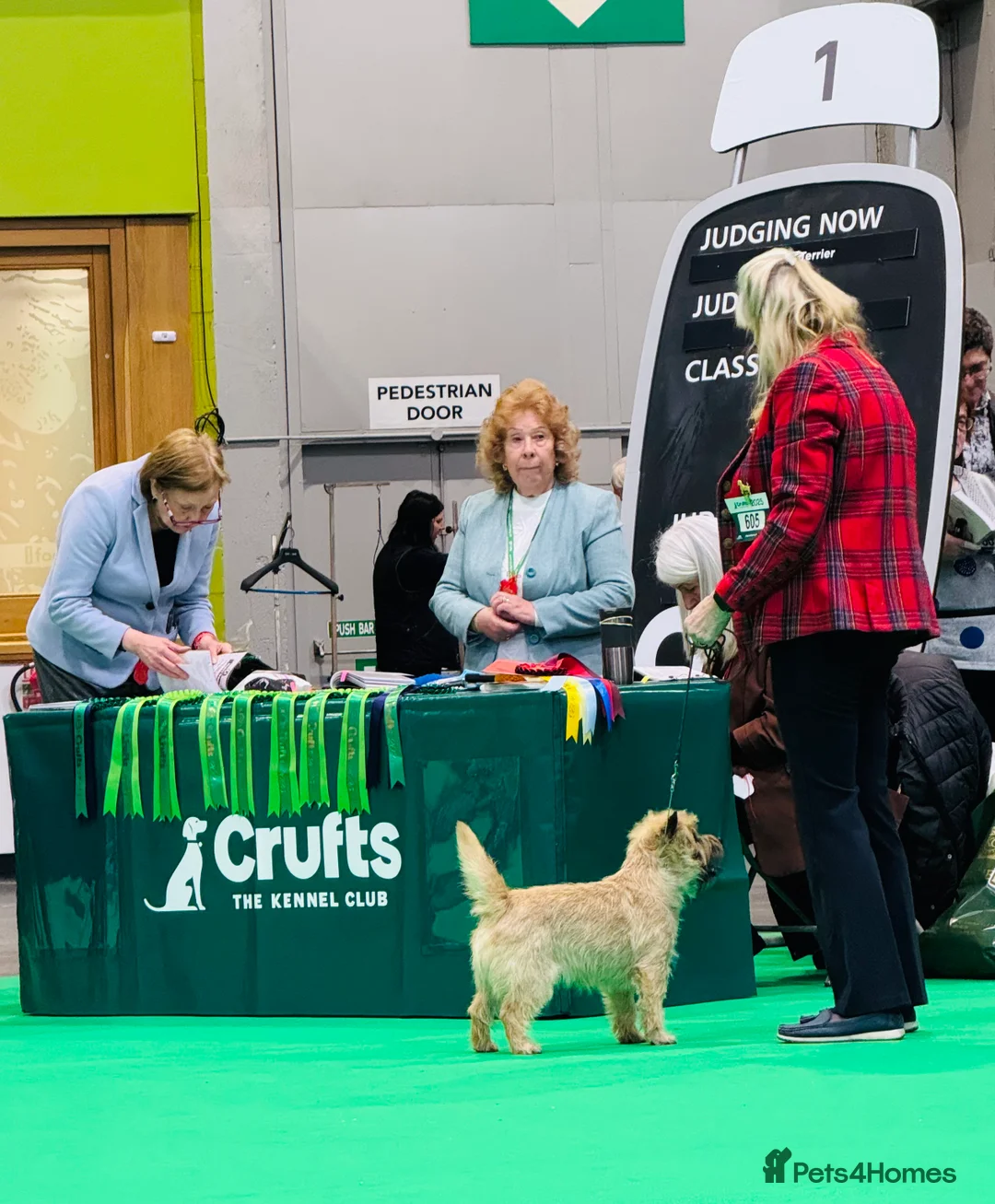 Cairn Terrier dogs for stud: Quality KC reg, health tested stud  - Advert 4