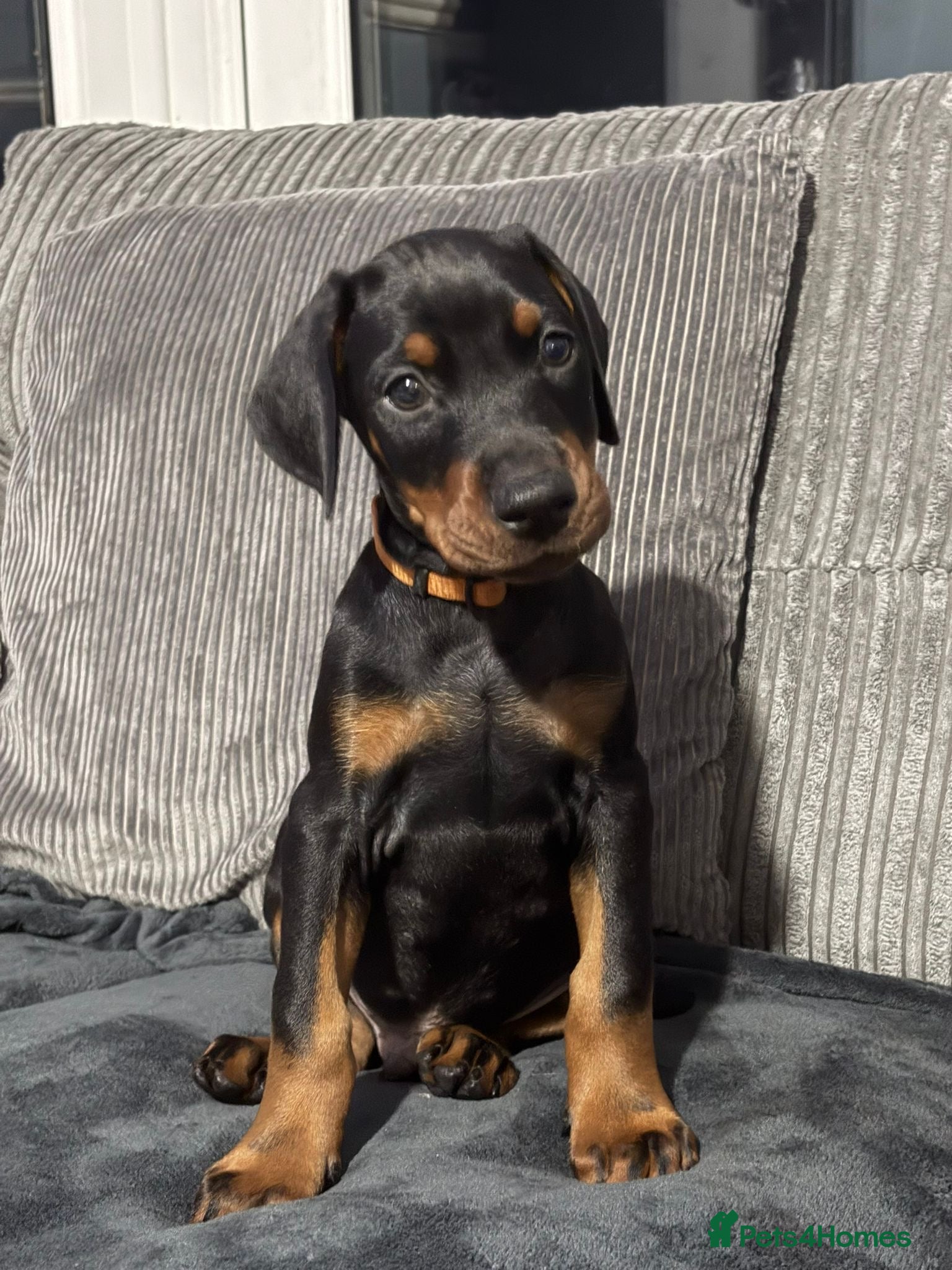 Dobermann dogs Stunning male dobermann puppy - Advert 2