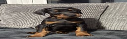 Dobermann dogs for sale: Stunning male dobermann puppy - Advert 1