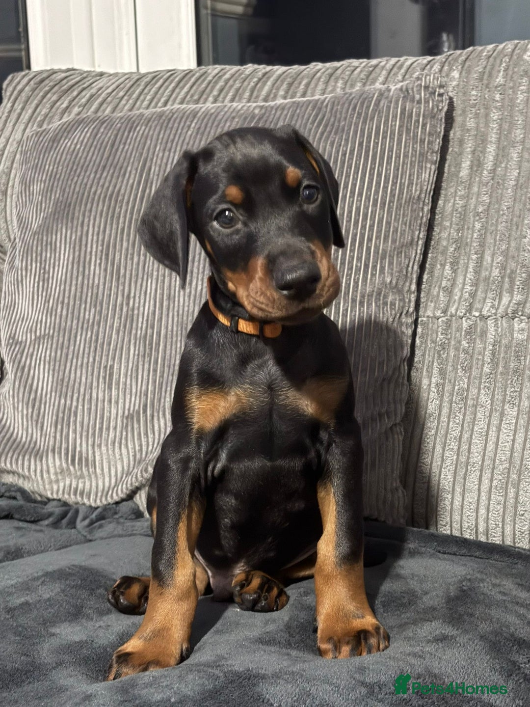 Dobermann dogs for sale: Stunning male dobermann puppy - Advert 1