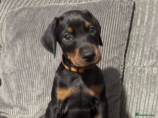 Dobermann dogs Stunning male dobermann puppy - Advert 1