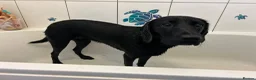 Springador dogs for sale: Female Spingador (Marlie) 10 months  - Advert 4