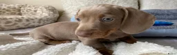 Dachshund dogs for sale: KC miniature smooth haired DNA tested dachshunds  - Advert 9