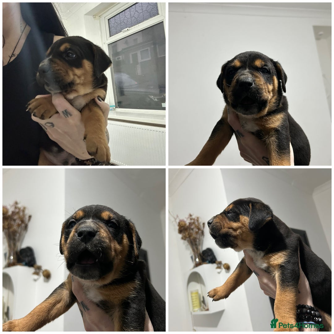Mixed Breed dogs for sale: A beautiful litter of Rottweiler/staff/mastiffs - Advert 2