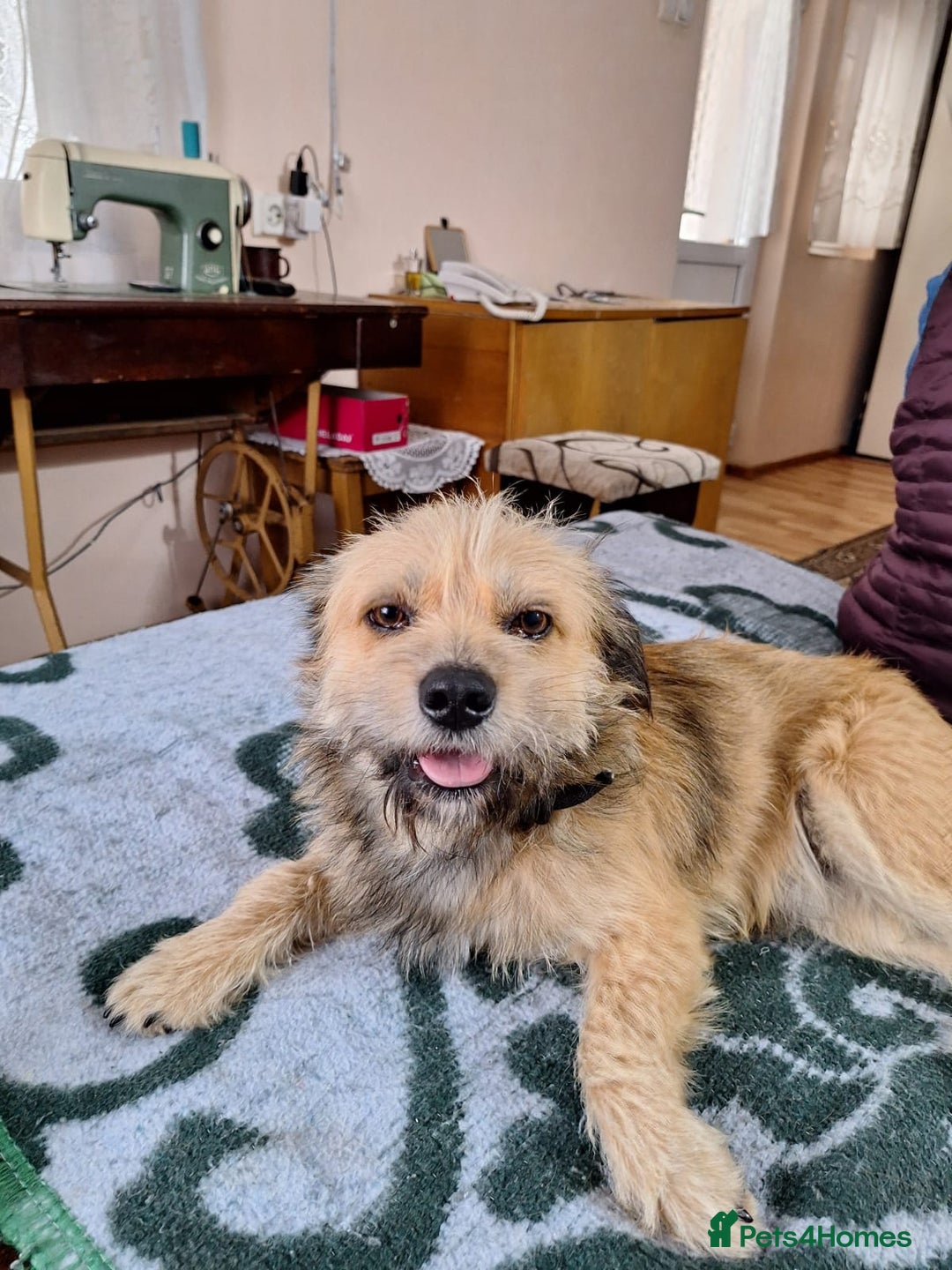 Mixed Breed dogs for adoption: 🐾 Meet COOKIE – Your Little Ray of Sunshine ☀️💛 - Advert 2