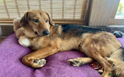 Mixed Breed dogs for adoption: Jeff is looking for the best forever home  - Image 1