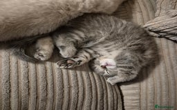 British Shorthair cats for sale: Beautiful British Shorthair girls – Ready Now! - Image 1