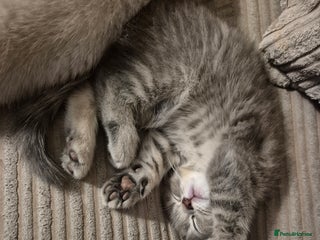 British Shorthair cats - Advert 12