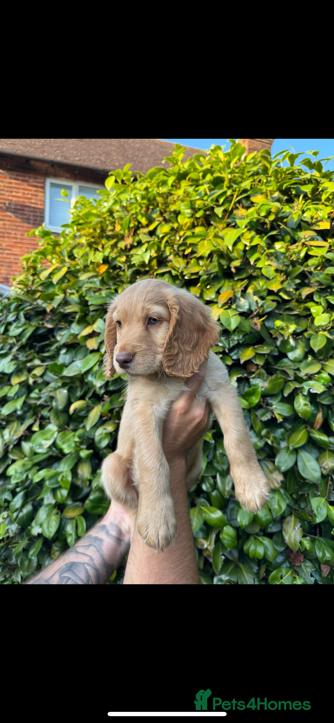 Cocker Spaniel dogs for sale: Cocker spaniel puppy for sale  - Image 3