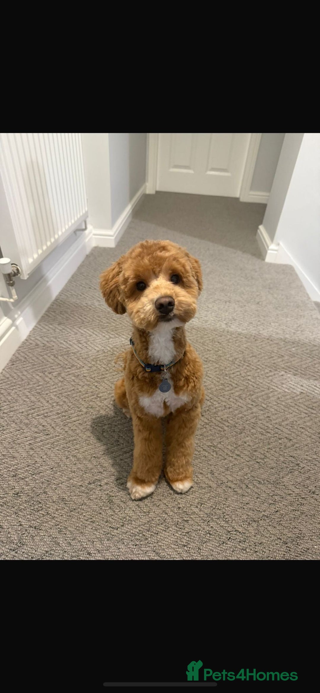 Schnoodle dogs for sale: American Toy Schnoodle Puppies *READY TO GO* - Advert 27