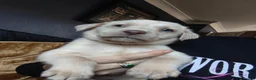 Labrador Retriever dogs for sale: Gorgeous silver Labrador puppies  - Advert 14