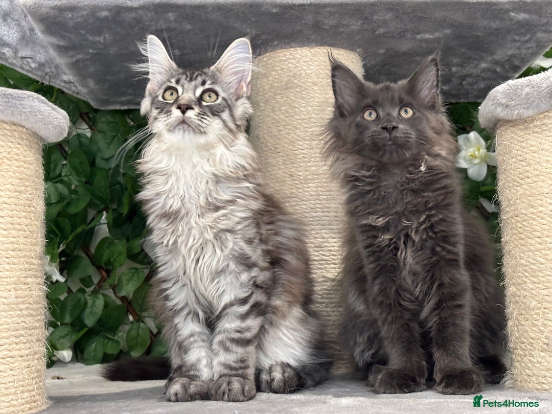 Maine Coon cats for sale: TICA 5 GEN PEDIGREE DNA TESTED  - Image 9