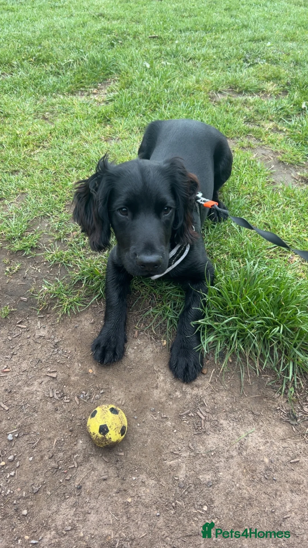 Cocker Spaniel dogs for sale: Cocker spaniel for rehome  - Advert 2