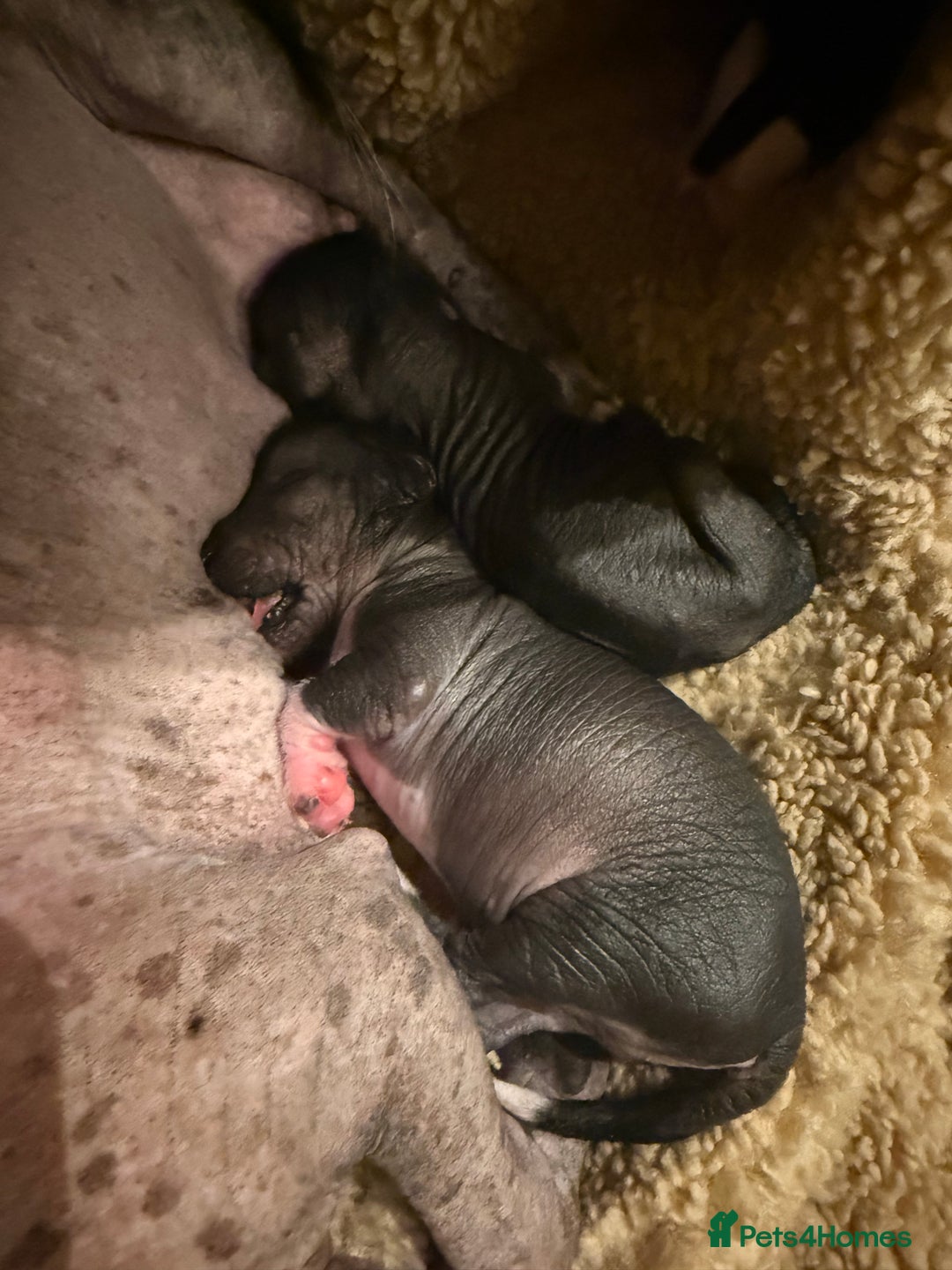 Mixed Breed dogs for sale: Beautiful hairless little boy chihuahua  - Advert 14