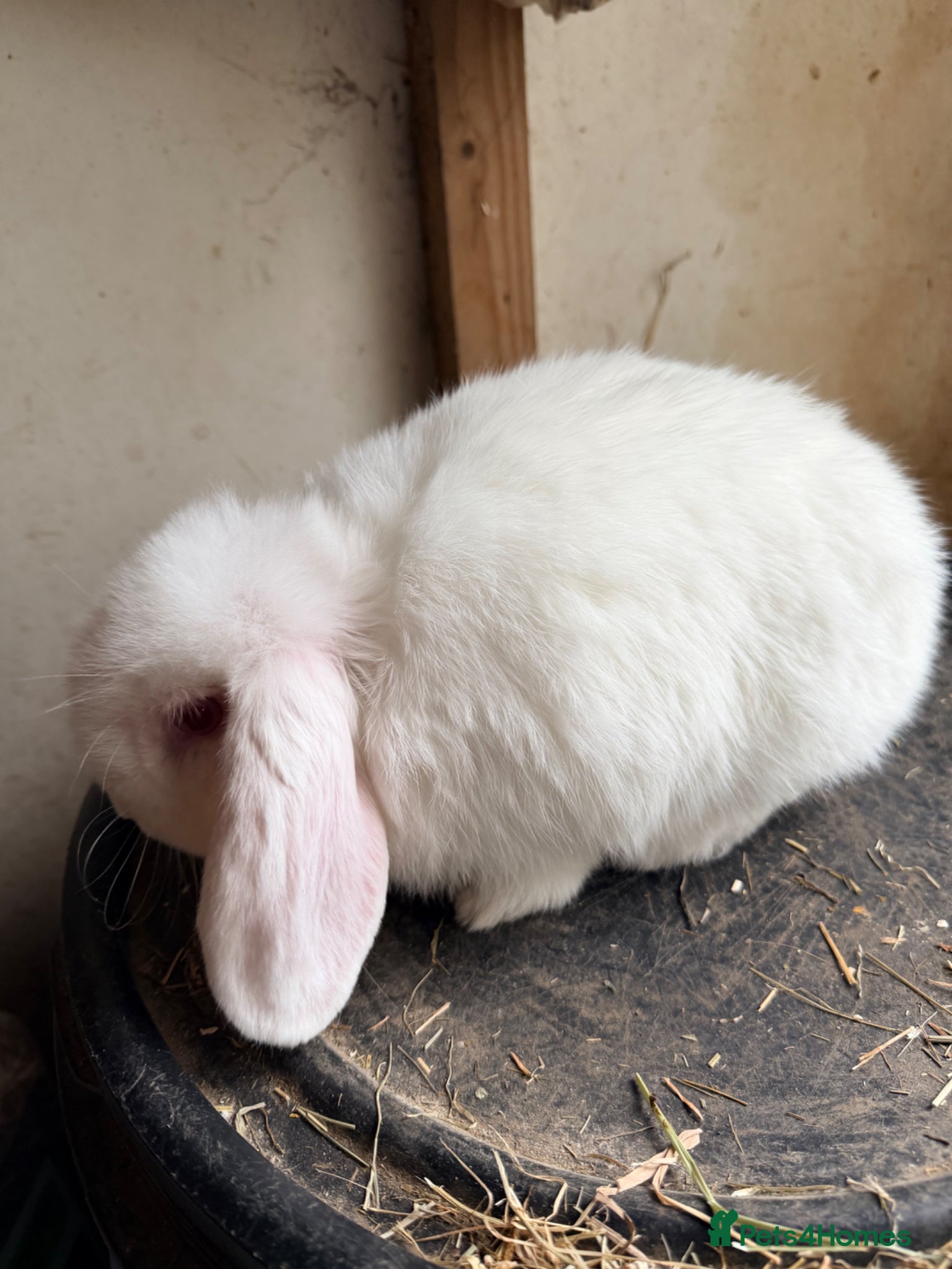Lionhead rabbits Double maned lionhead  - Advert 2
