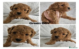 Mini Goldendoodle dogs for sale: Toy Golden Doodles ~ Mini, Loving & Hypoallergenic - Image 6