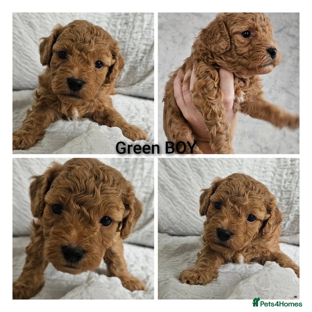 Mini Goldendoodle dogs for sale: Toy Golden Doodles ~ Mini, Loving & Hypoallergenic - Image 6