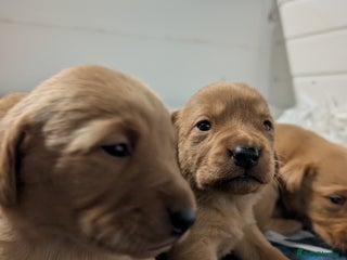 Labrador Retriever dogs Fab KC Fox Red Pups - 4* Higher Standard Breeder - Advert 1