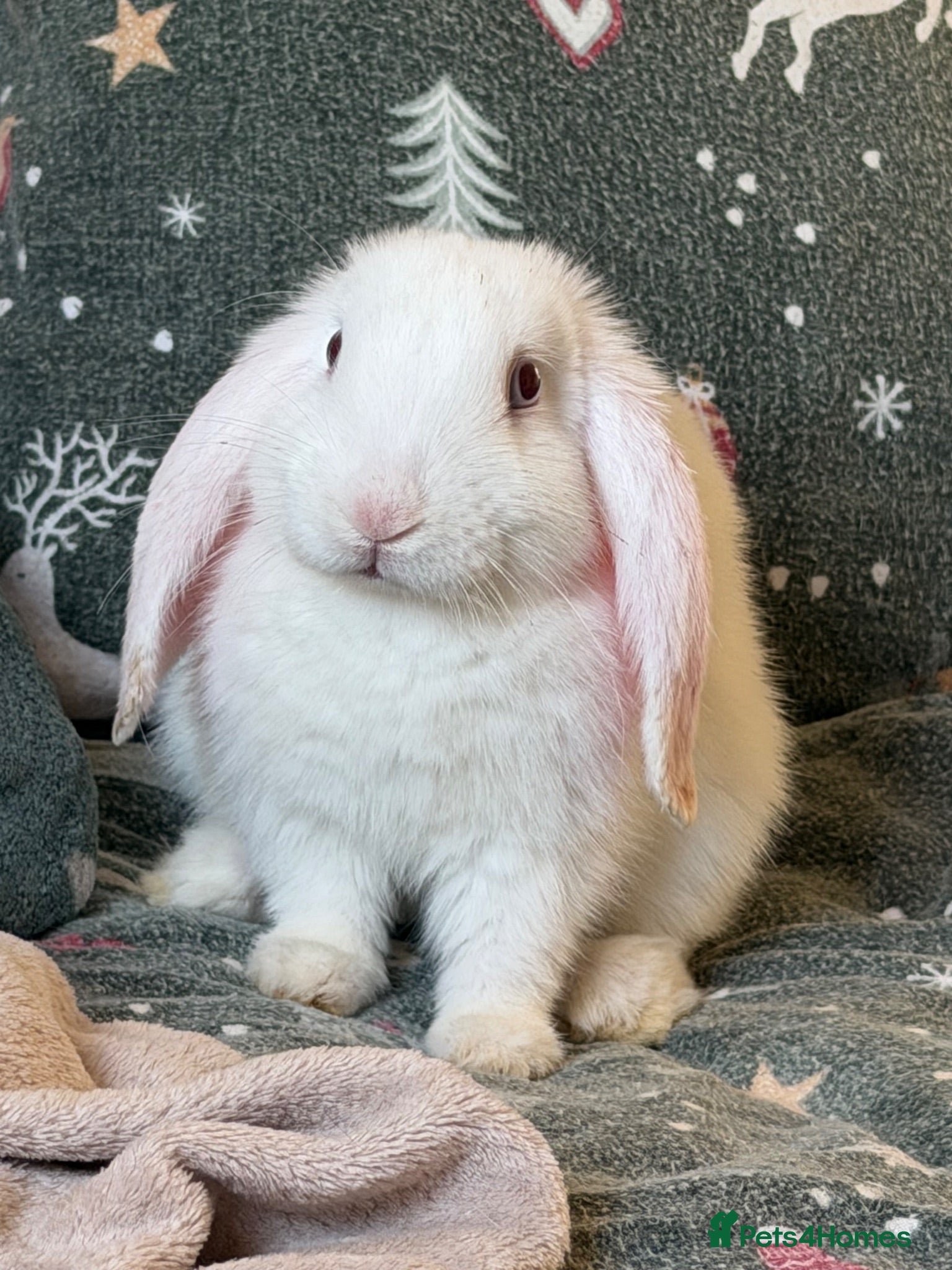 Mixed Breed rabbits Holland lops  - Advert 1