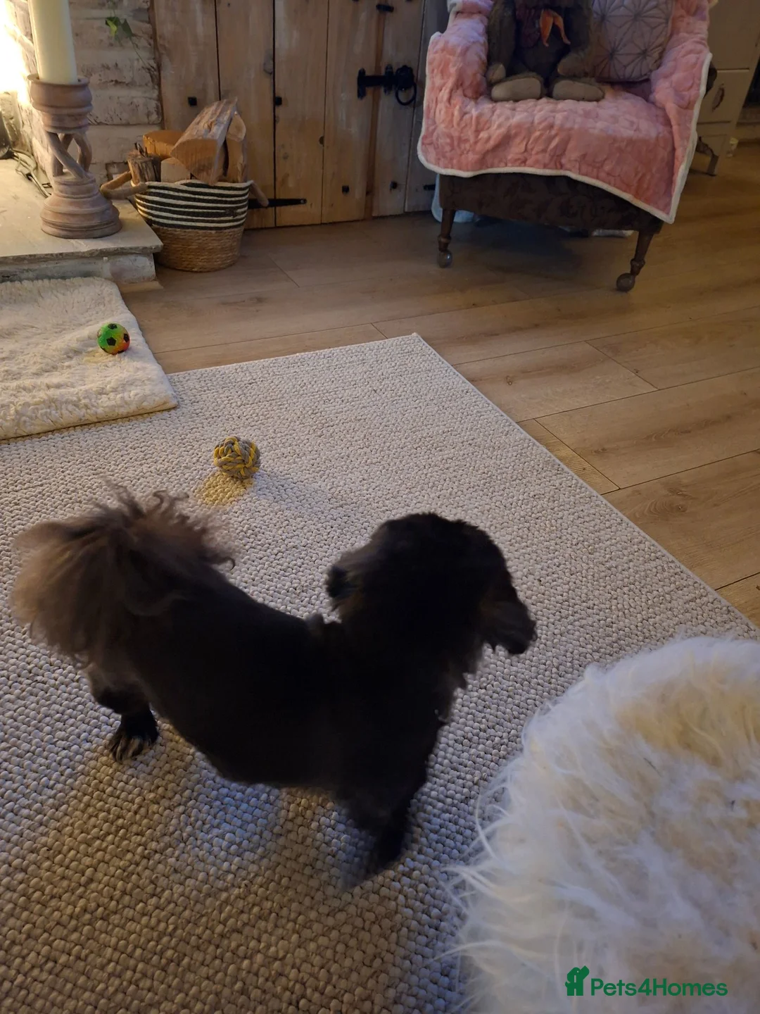 Pekingese dogs for sale: Pekingese female black  - Advert 4