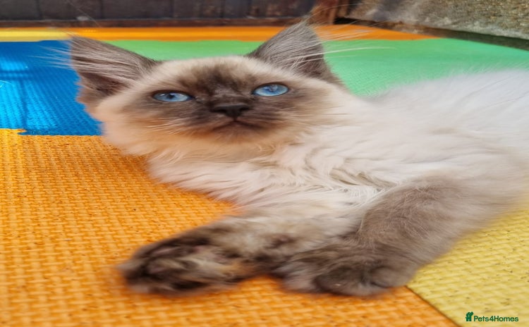 Ragdoll cats - Advert 3