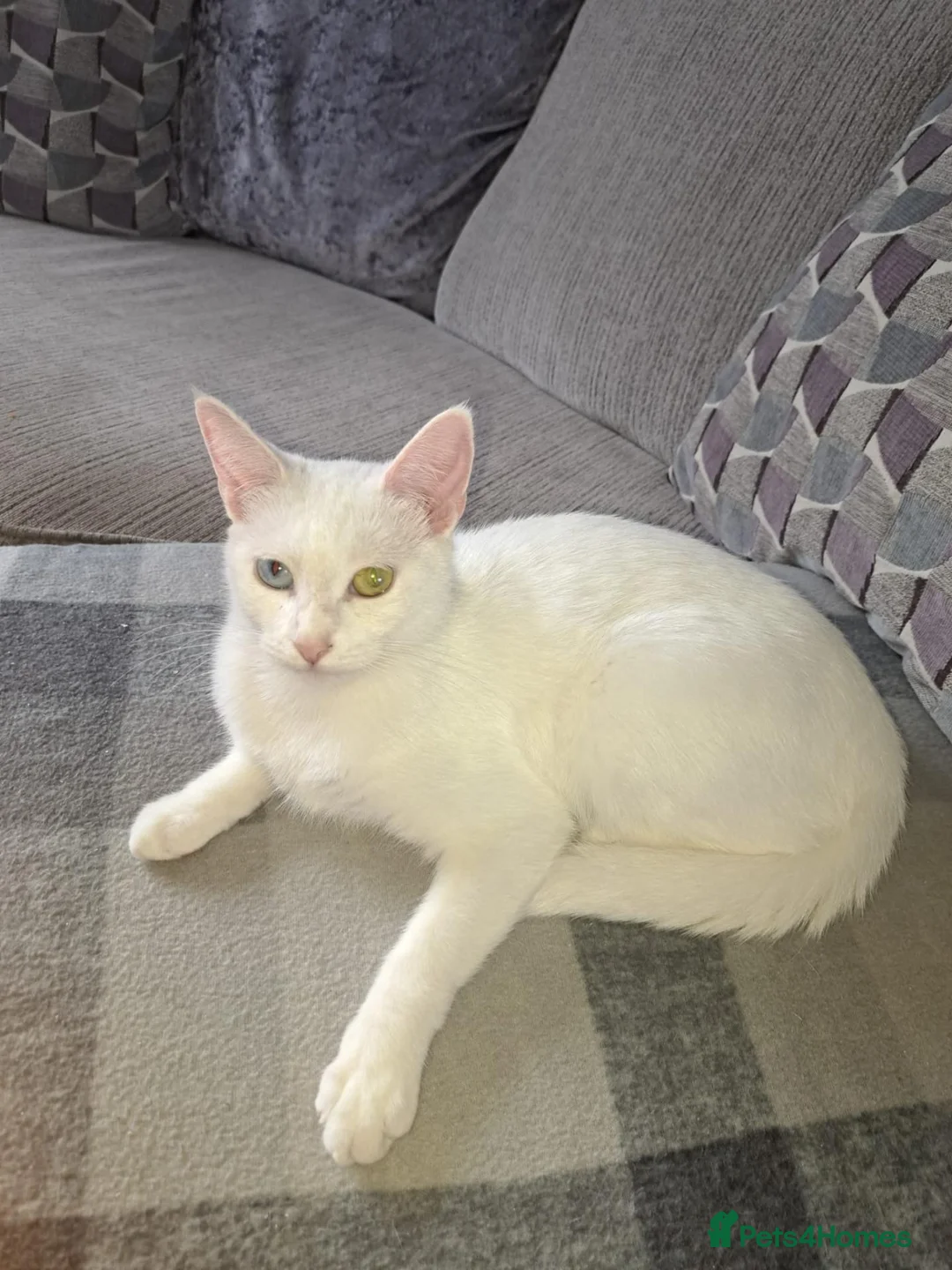 Mixed Breed cats for sale: Female white cat - Advert 3
