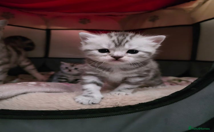 British Shorthair cats - Advert 13