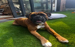 Boxer dogs for stud: Boxer Stud - Image 4