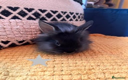 Lionhead rabbits for sale: Lionhead Babies for Sale  - Image 24