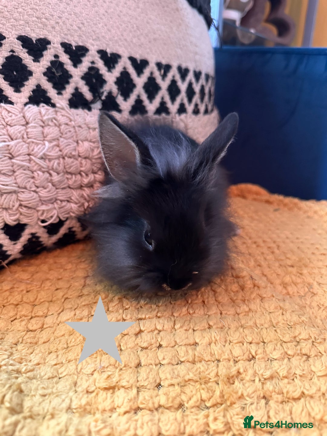 Lionhead rabbits for sale: Lionhead Babies for Sale  - Image 24