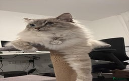 Mixed Breed cats for sale: Ragdoll x kittens - Image 5