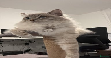 Mixed Breed cats - Advert 8