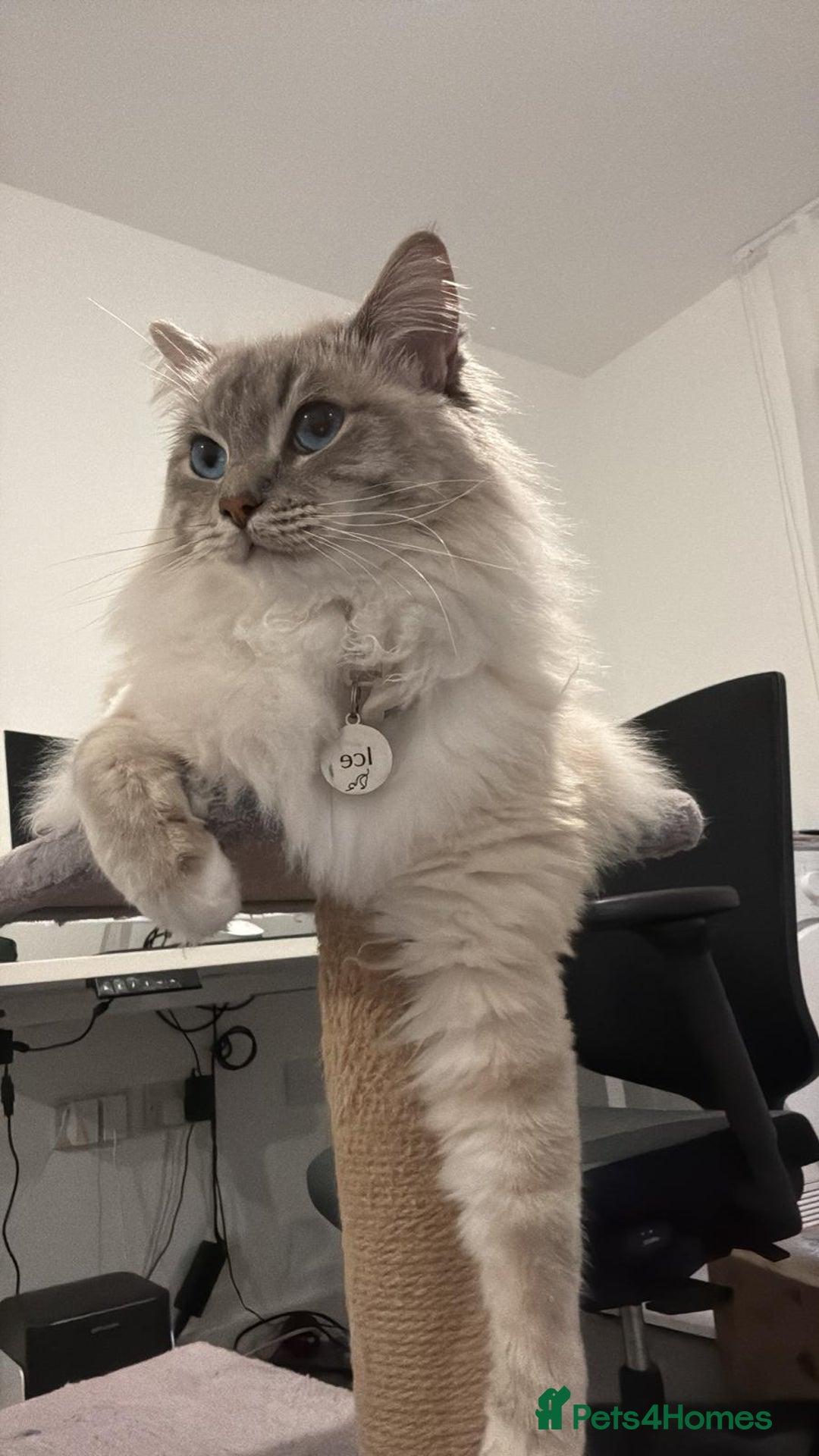 Mixed Breed cats for sale: Ragdoll x kittens - Image 5