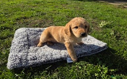 Labradoodle dogs for sale: 7 Miniture labradoodles  - Image 16