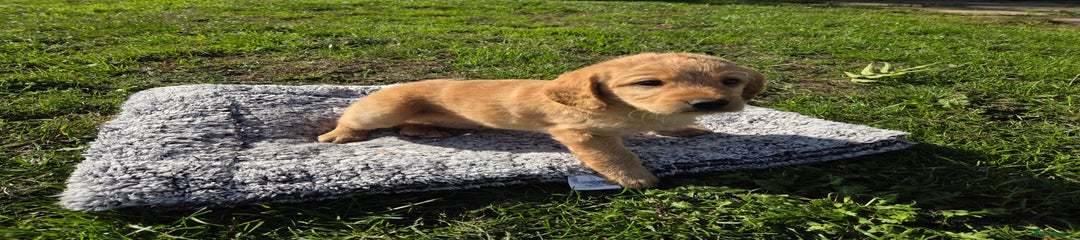 Labradoodle Puppy 5
